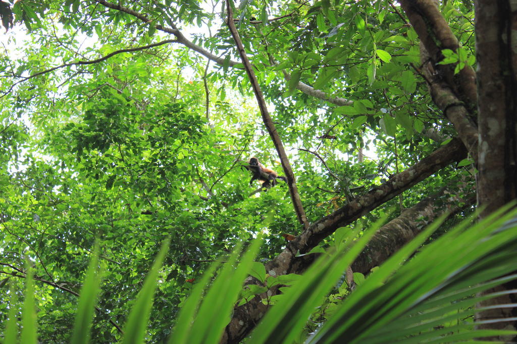 Hotel Y Restaurante Backpackers Rio Dulce Luaran gambar